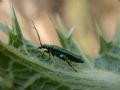 Oedemera nobilis